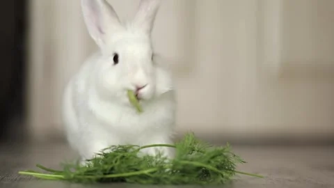 Cute white rabbit eats vegetables 動画素材 248599664