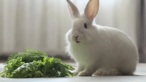 Cute white rabbit eats vegetables Video stock 249014448