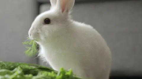 Cute white rabbit eats vegetables Vídeos de archivo 250275376