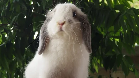Cute white rabbit Stock Footage