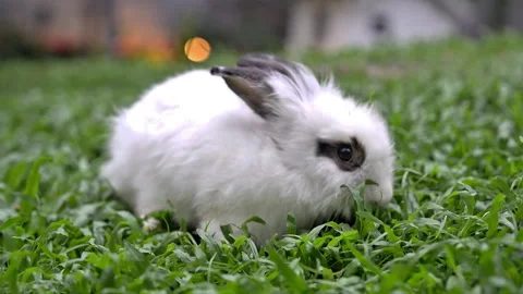 Cute white rabbit in the garden rabbit on green grass Stock Footage 296715449