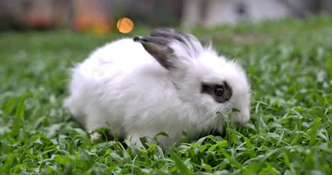 Cute white rabbit in the garden rabbit on green grass Stock Footage 297060053