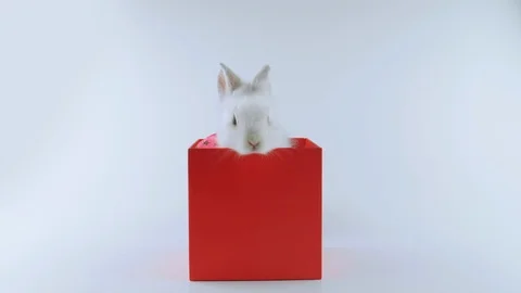 Cute white Rabbit gets out from the red present box, looking around Stock Footage 103508990