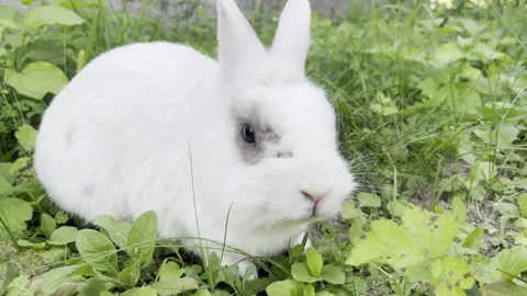 Cute white rabbit with grey spots around the eyes sitting on the grass in the 스톡 동영상 303364646