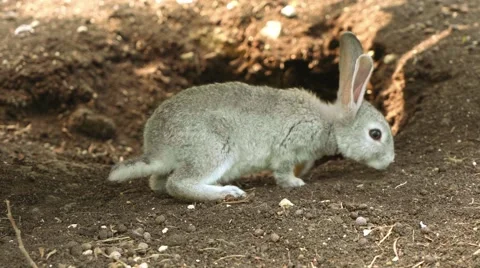 Cute white rabbit lying down on ground 動画素材 67600874
