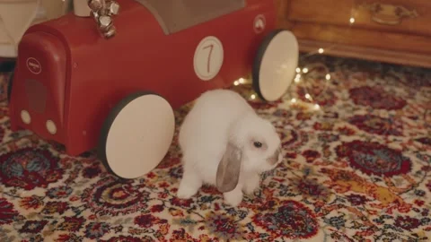 Cute white rabbit on patterned carpet beside vintage toy car Stock Footage 320457437