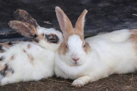 Cute white rabbit Stock Photos