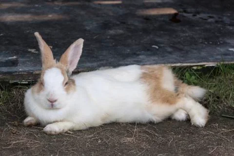 Cute white rabbit Stock Photos