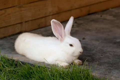 Cute white rabbit Stock Photos