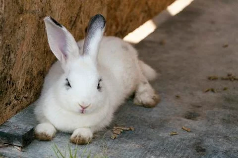 Cute white rabbit Stock Photos