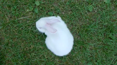 Cute white rabbit playing at the green grass field. Stock Footage 46724358
