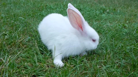 Cute white rabbit playing at the green grass field. Stock Footage 46724480