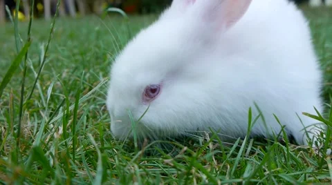 Cute white rabbit playing at the green grass field. Vidéo 46724545