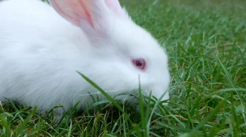 Cute white rabbit playing at the green grass field. Stock Footage 46724606