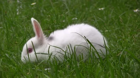Cute white rabbit playing at the green grass field. Stockbeeldmateriaal 57327206