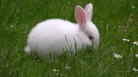 Cute white rabbit playing at the green grass field. Vidéo 57327254