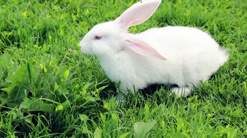 Cute White Rabbit With Red Eyes On A Green Lawn . Domestic Animal. Stock Footage 77461048