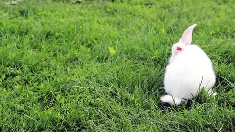 Cute White Rabbit With Red Eyes Jumping On A Green Lawn . Domestic Animal. Stock Footage 77461728