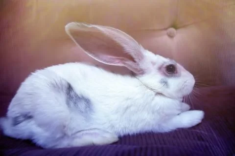 A cute white rabbit relaxing on the sofa Stock Photos
