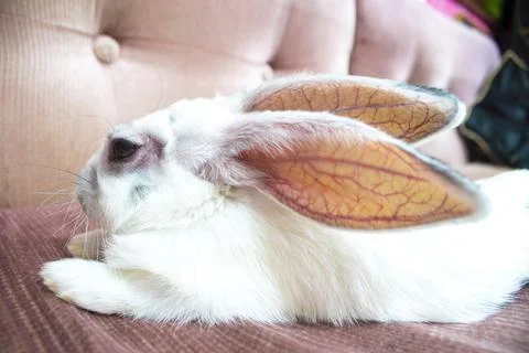 A cute white rabbit relaxing on the sofa Stock Photos