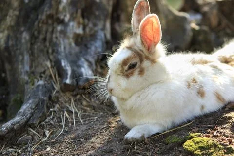 Cute White Rabbit Rests Stockfoto's
