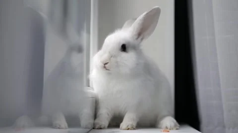 Cute white rabbit sits on a light background 動画素材 243444662