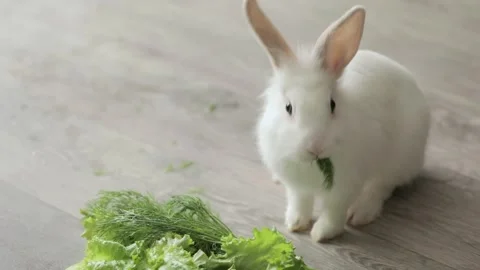 Cute white rabbit sits on a light background 스톡 동영상 243697225