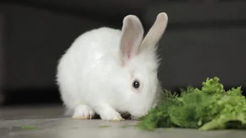 Cute white rabbit sits on a light background Video stock 243697271