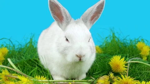 Cute white rabbit sitting in the grass with dandelions, close up view Stock Footage 72558726