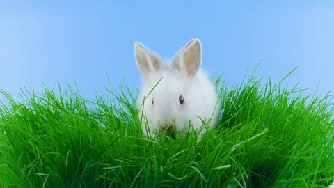 Cute white rabbit, sitting in the green grass, looking around, sniffing Vídeos de archivo 104866304