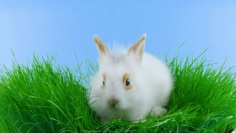 Cute white rabbit, sniffing and eats green grass Stock Footage 104865907
