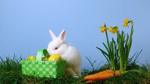 Cute white rabbit sniffing easter eggs in a basket besides daffodils Stock Footage 23377696