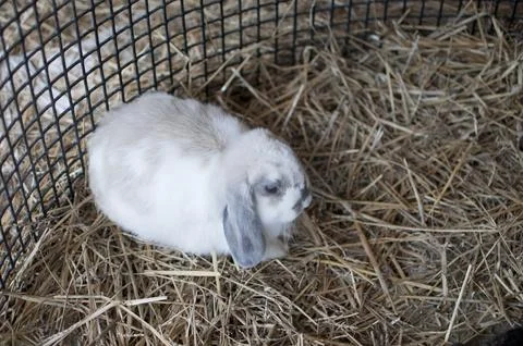Cute white rabbit, straw bed Stock Photos