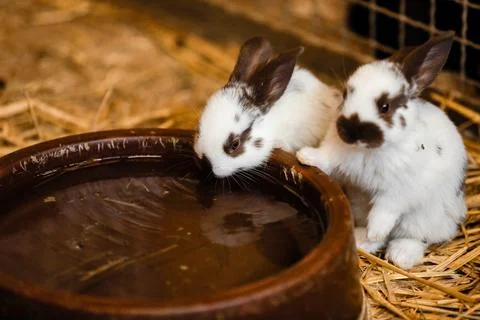 Cute white rabbit will eat water from the tray on brick floor in garden hom.. Stock Photos
