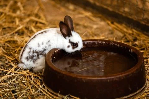 Cute white rabbit will eat water from the tray on brick floor in garden hom.. Stock Photos