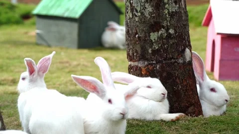 Cute White Rabbits Resting on Green Grass Under Tree 스톡 동영상 343824874