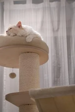 Cute white rag doll cat sleeping on a cat tower alone Stock Photos