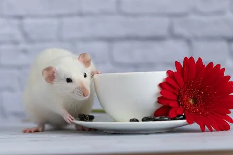 A cute white rat sits next to a cup of coffee or tea. Morning breakfast. A re Stock Photos