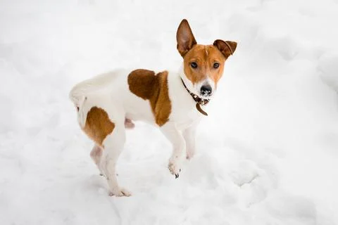 A cute white-red Jack Russell dog walks in the snow. Stock Photos