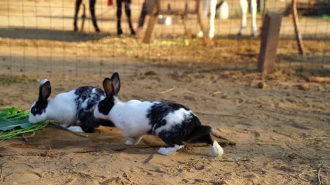 Cute white Rex rabbit closeup in slow motion. Funny rabbit playing and enjoyi Stock Footage 148080657