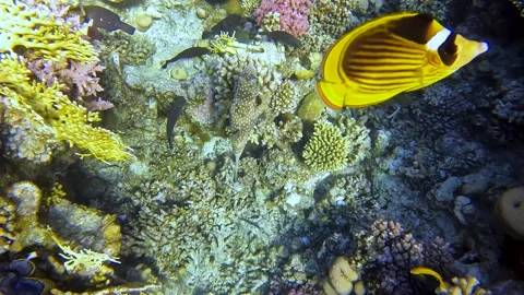 Cute White-Spotted Puffer (Arothron Hispidus) near coral reef, Red Sea, Egypt Video stock 177904933