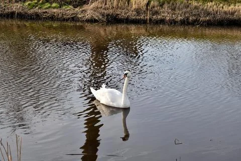 A cute white swan floating on a canal near to Den Helder in the Netherlands Stock Photos