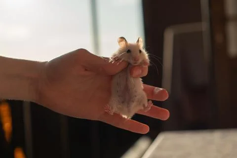 Cute white Syrian hamster portrait Фото
