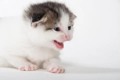Cute white tabby kitten isolated on white Stock Photos
