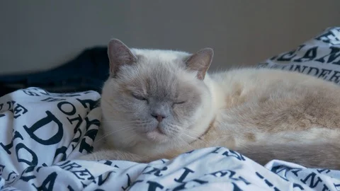 Cute White Tired Cat Falling Asleep Stock Footage 95761686