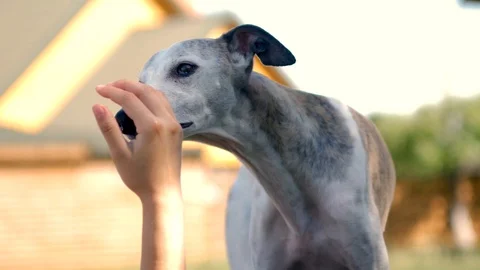 Cute white whippet gets petted and licks his tongue. Stock Footage 112282003
