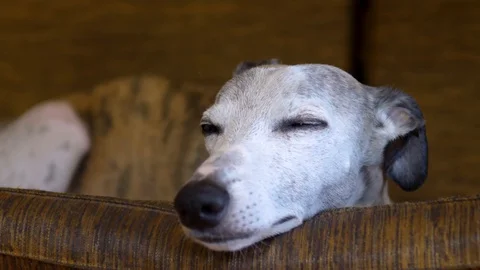 Cute white whippet shaking out of fear in a swing chair. Stock Footage 112282010