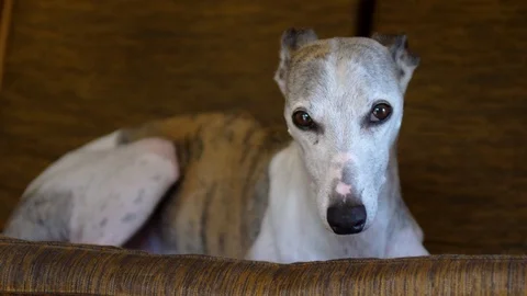 Cute white whippet shaking out of fear and looking around in panic Stock Footage 112282015