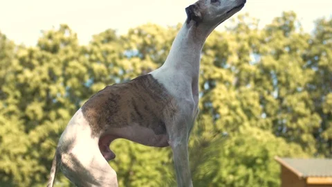 Cute white whippet trying to reach a treat in slow motion outside Stock Footage 112282002