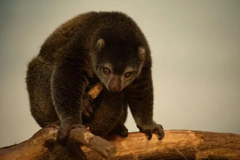 Cute wild bear cuscus aulirops ursinus arboreal Stock Photos